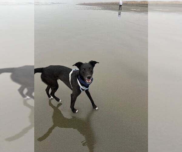 Medium Photo #3 Collie-Labrador Retriever Mix Puppy For Sale in Bellevue, WA, USA