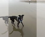 Small #2 Collie-Labrador Retriever Mix