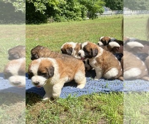 Karakachan-Saint Bernard Mix Puppy for Sale in LOUISA, Virginia USA