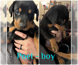 Doberman Pinscher Dogs for adoption in Buffalo, MN, USA