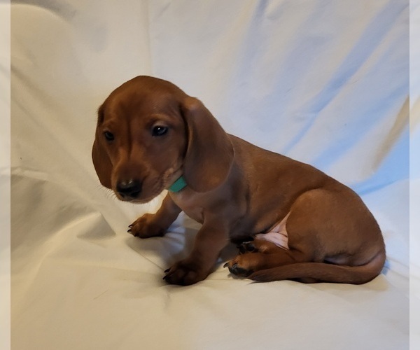 Medium Photo #1 Dachshund Puppy For Sale in KUNA, ID, USA