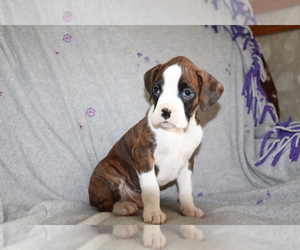 Boxer Puppy for sale in SHILOH, OH, USA