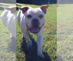 Small Photo #2 Mutt Puppy For Sale in Waterloo, IA, USA