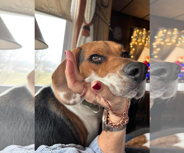 Medium Photo #1 Beagle Puppy For Sale in Rootstown, OH, USA