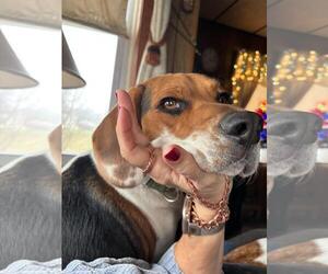 Beagle Dogs for adoption in Rootstown, OH, USA