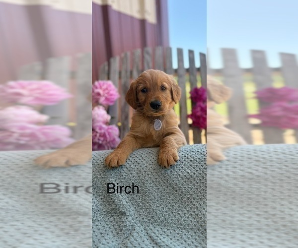 Medium Photo #2 Golden Retriever Puppy For Sale in MARSHFIELD, MO, USA