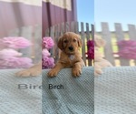 Small #1 Golden Retriever