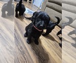 Small #8 Goldendoodle
