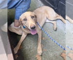 Small #18 Labrador Retriever Mix