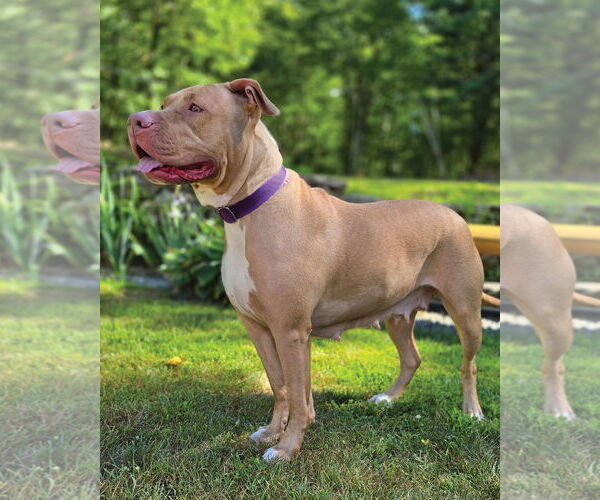 Medium Photo #3 American Pit Bull Terrier Puppy For Sale in Westminster, MA, USA