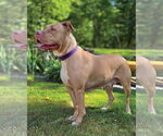 Small #2 American Pit Bull Terrier