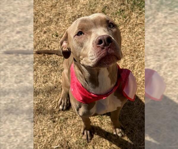 Medium Photo #1 Mutt Puppy For Sale in Tulsa, OK, USA