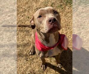 Mutt Dogs for adoption in Tulsa, OK, USA