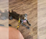 Small #5 Labrador Retriever Mix