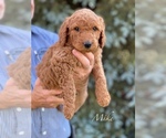 Small Photo #9 Goldendoodle-Poodle (Standard) Mix Puppy For Sale in WEST ALEXANDRIA, OH, USA