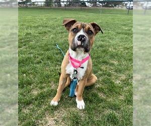 Chinese Shar-Pei-Unknown Mix Dogs for adoption in Denver, CO, USA