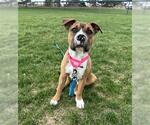 Small Chinese Shar-Pei Mix