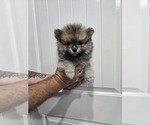 Puppy Puppy 4 Pomeranian