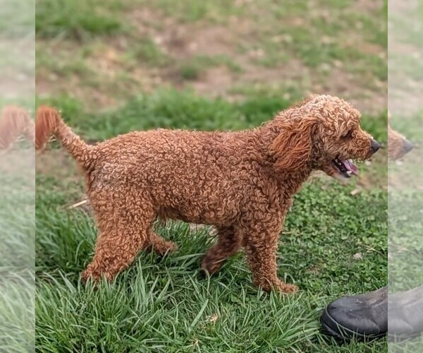 Medium Photo #1 Poodle (Miniature) Puppy For Sale in GOSHEN, IN, USA