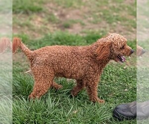 Father of the Poodle (Miniature) puppies born on 03/11/2026