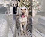 Small Photo #1 Goldendoodle Puppy For Sale in RICHLAND, WA, USA