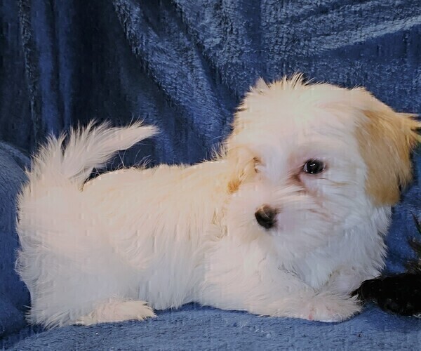 Medium Photo #16 Morkie Puppy For Sale in HOLLAND, MI, USA