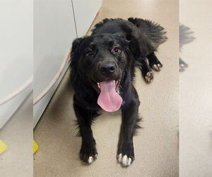 Labrador Retriever Dogs for adoption in Decatur, IL, USA