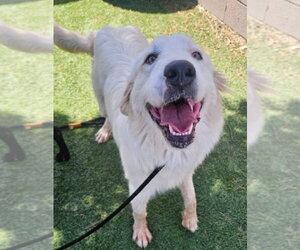 Great Pyrenees-Unknown Mix Dogs for adoption in Lakewood, CO, USA