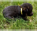 Small #2 German Shepherd Dog
