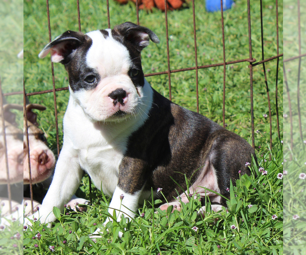 Medium Photo #9 Boston Terrier Puppy For Sale in BROOKSVILLE, FL, USA