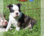 Small #8 Boston Terrier