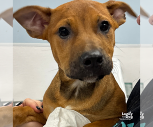 Retriever -Unknown Mix Dogs for adoption in Washington, DC, USA