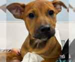 Small Retriever Mix
