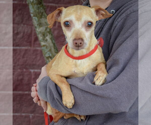 Medium Photo #3 Chiweenie Puppy For Sale in Huntley, IL, USA