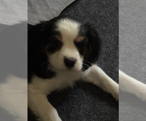 Medium Photo #16 Cavachon Puppy For Sale in OLYMPIA, WA, USA