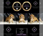 Small #4 Cavalier King Charles Spaniel