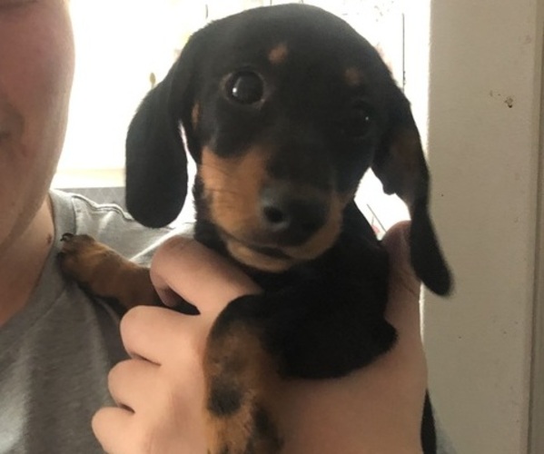 Medium Photo #1 Dachshund Puppy For Sale in STEVENSON, AL, USA