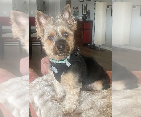 Medium Photo #1 Mutt Puppy For Sale in Mundelein, IL, USA