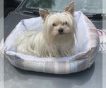 Small Photo #1 Poodle (Toy)-Yorkshire Terrier Mix Puppy For Sale in NEWNAN, GA, USA