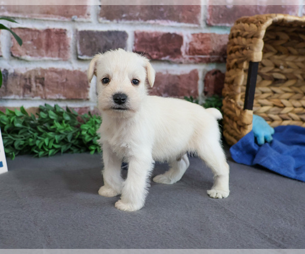 Medium Photo #7 Schnauzer (Miniature) Puppy For Sale in SYRACUSE, IN, USA
