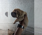 Puppy Puppy 3 Chinese Shar-Pei