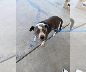 American Pit Bull Terrier Dogs for adoption in Bakersfield, CA, USA