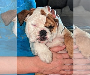 English Bulldog-Olde English Bulldogge Mix Puppy for sale in WHITELAND, IN, USA