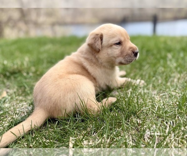 Medium Photo #9 Labrador Retriever Puppy For Sale in EAGAN, MN, USA