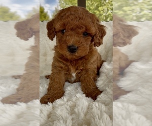 Goldendoodle (Miniature) Litter for sale in RANDOLPH, WI, USA