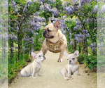 Small Photo #1 French Bulldog Puppy For Sale in LEHIGH ACRES, FL, USA