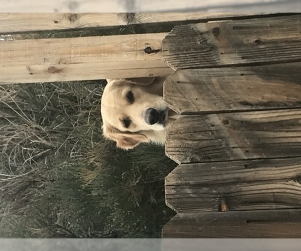 Medium Photo #1 Golden Retriever Puppy For Sale in CARSON CITY, NV, USA