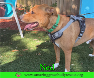Ned - Male American Pit Bull Terrier-Unknown Mix Dog for Adoption - Photo #6