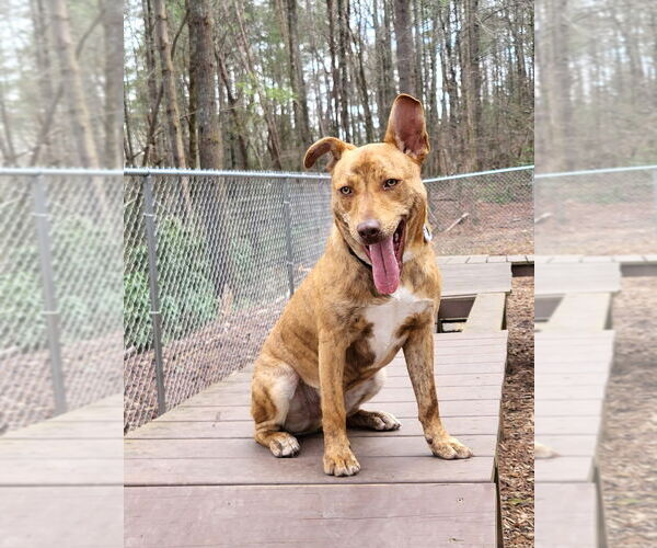Medium Photo #1 Mutt Puppy For Sale in Ellijay, GA, USA