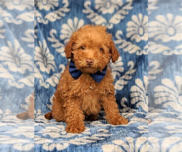 Medium Photo #1 Labradoodle-Poodle (Miniature) Mix Puppy For Sale in KIRKWOOD, PA, USA